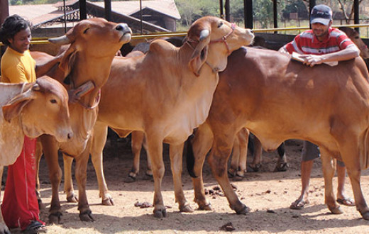 gaushala - indigenous cows species