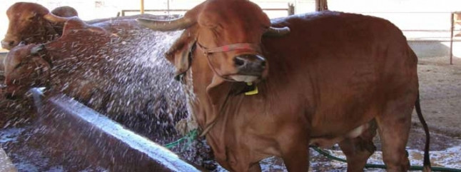 Cows don’t enjoy being doused in water, but they love to frisk and prance