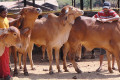 gaushala - indigenous cows species