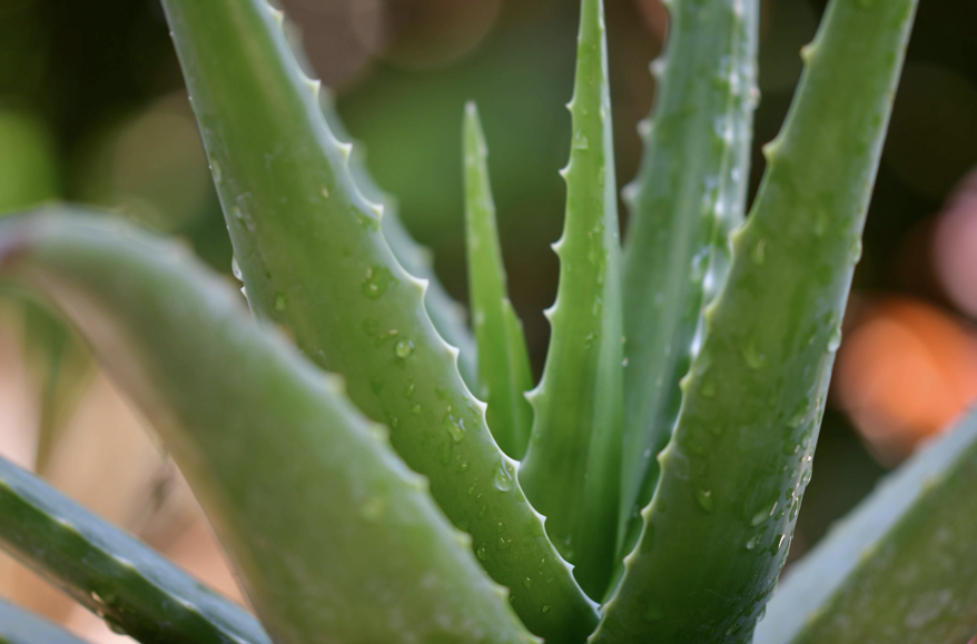 aloe vera