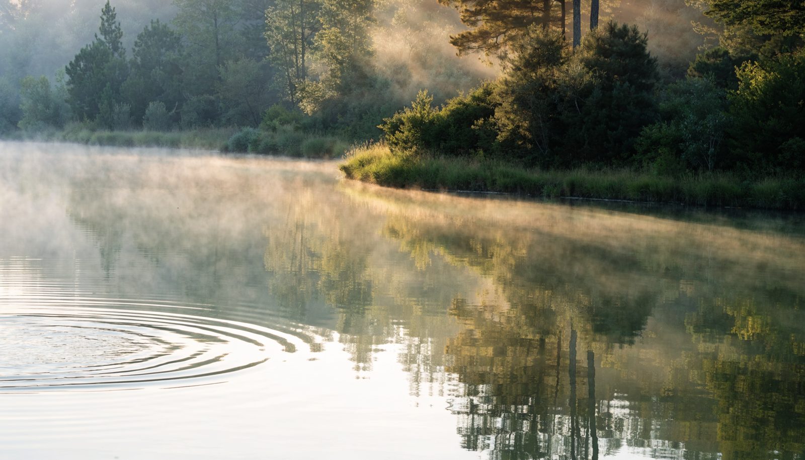 Sanfte Wellenringe verlaufen auf einer stillen Wasserfläche im Morgennebel