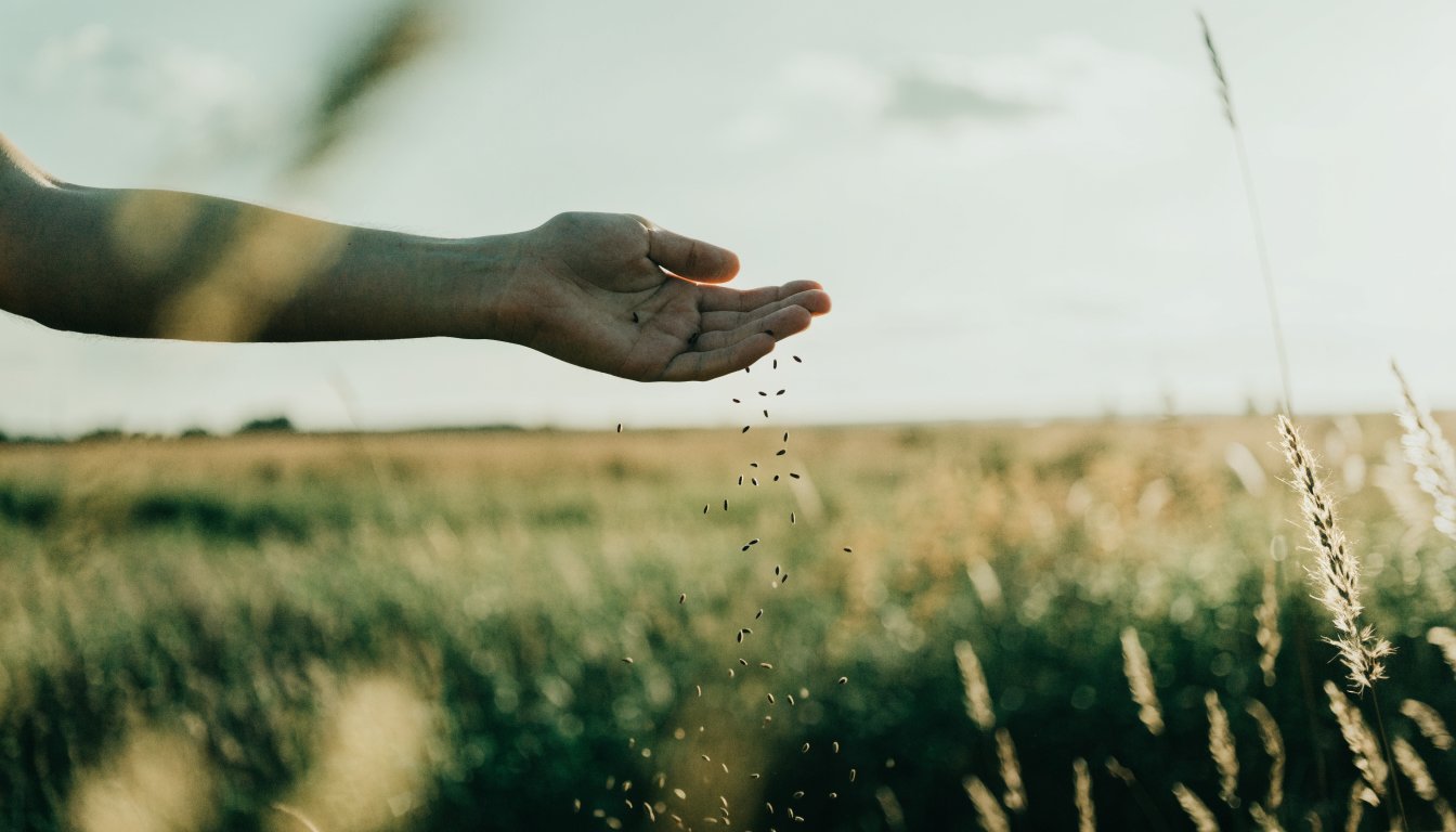 Eine Hand streut Samen in den Wind über einem goldenen Feld.