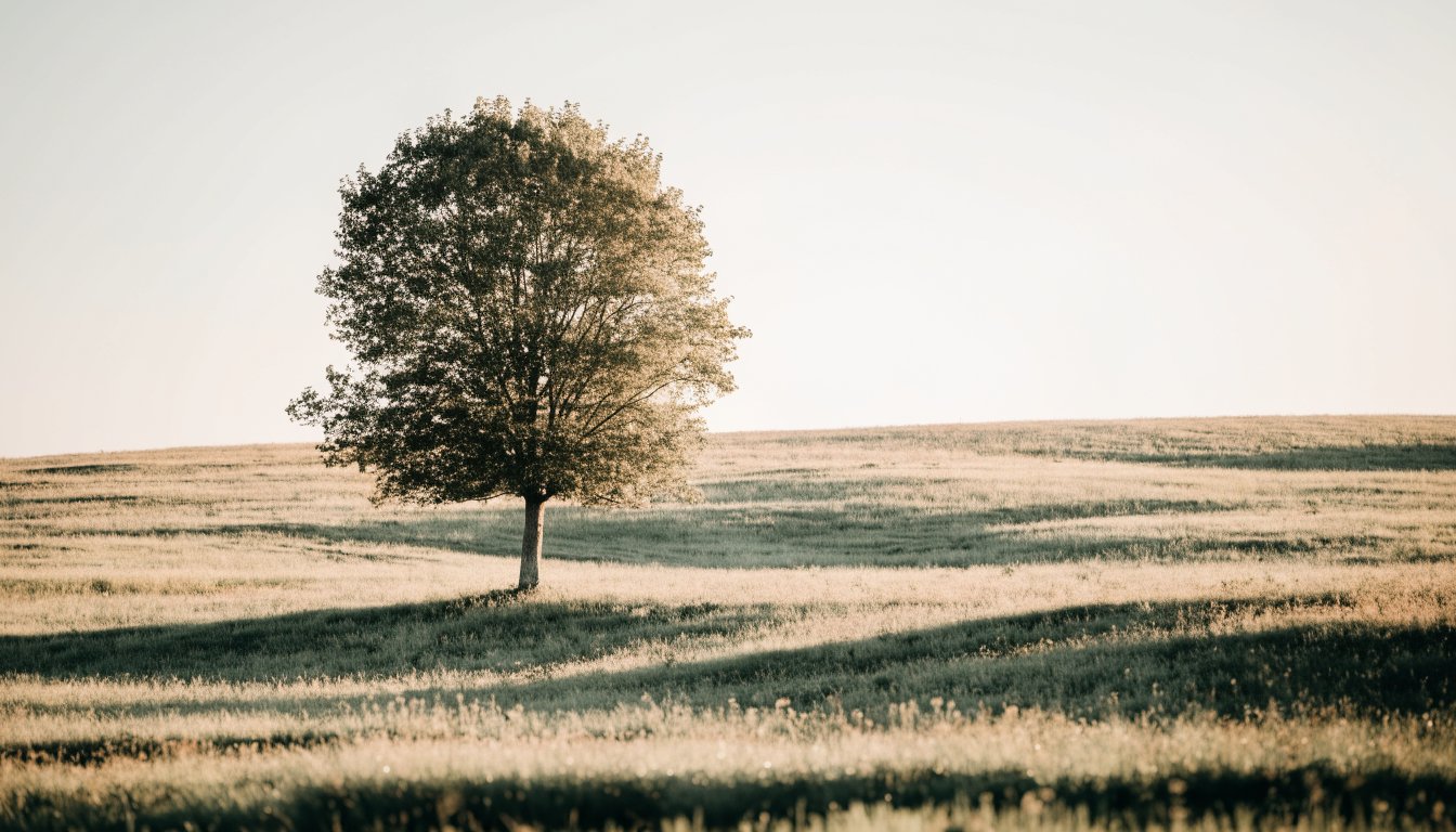 A single tree stands calm and content in a sunny meadow