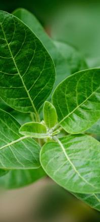 Benefits of Ashwagandha