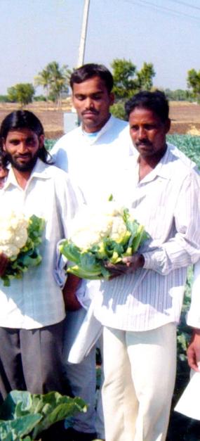 Social Impact - Organic Farming - Cauliflower field