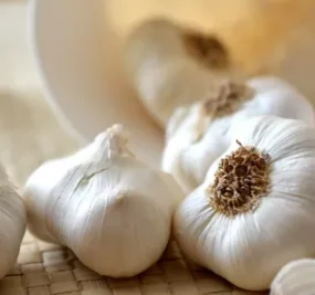garlic