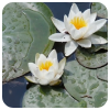 Image adjacent to link for Art of Meditation <br> Follow up