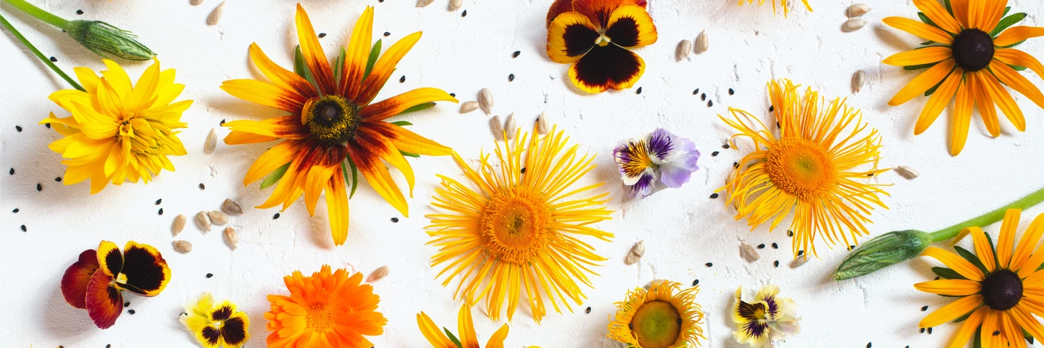 Start your path to peace with guided sessions