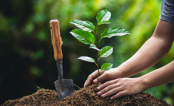 Tree Planting