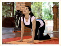 Yoga Asana – Cat Stretch