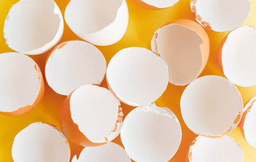 egg shells