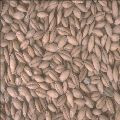 Barley