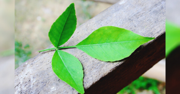 bel patra tree