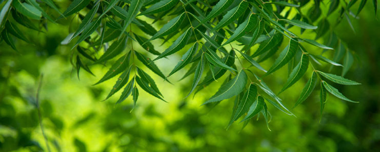 The wonderful health benefits &amp; medicinal uses of neem bark, powder, leaves, oil | The Art of Living India