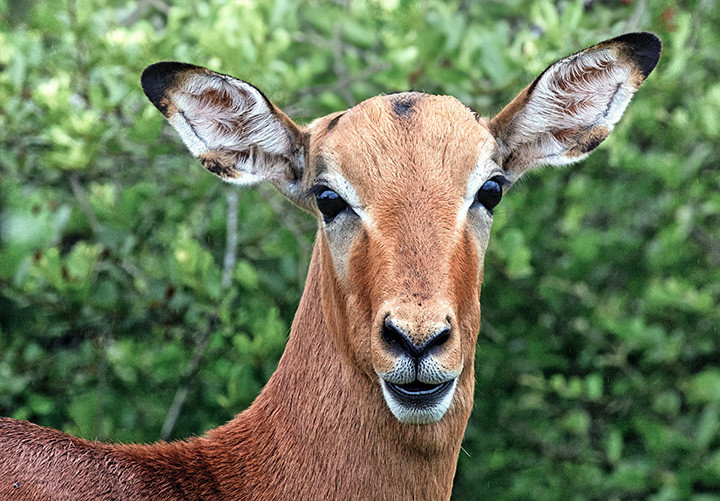 Antelope