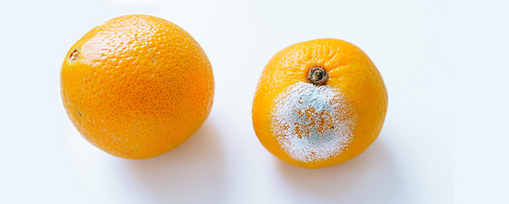 How to reduce food waste at home