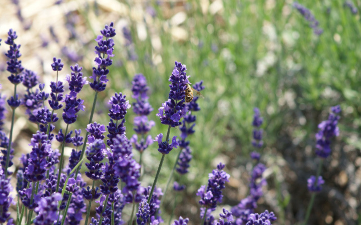 Lavender incense