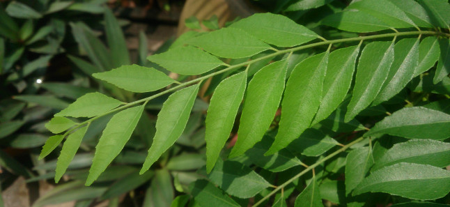 curry leaves in hindi