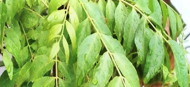 curry leaves in hindi