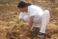 Tree-plantation