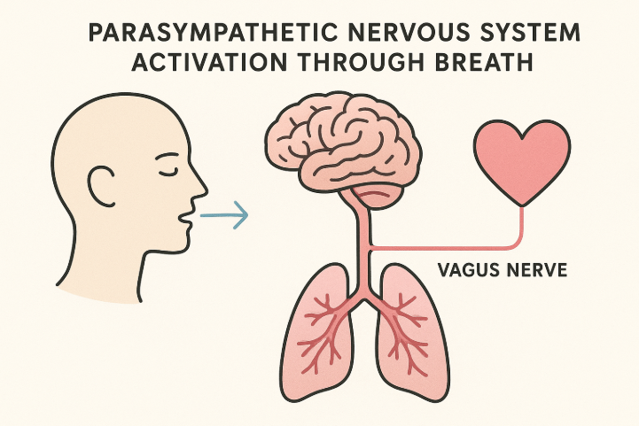 parasympathetic nervous system activation through breath